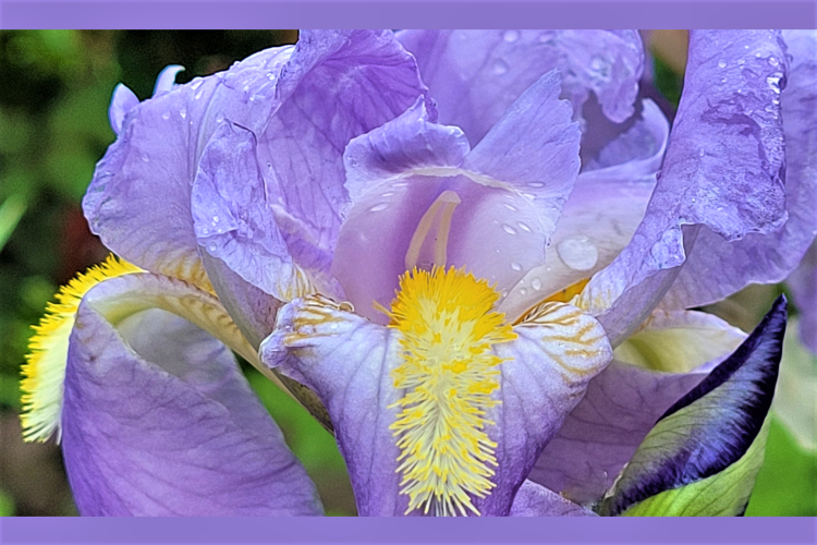 Purple Iris With Yellow Stripe